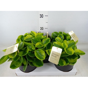 Peperomia obt. 'Obtipan'