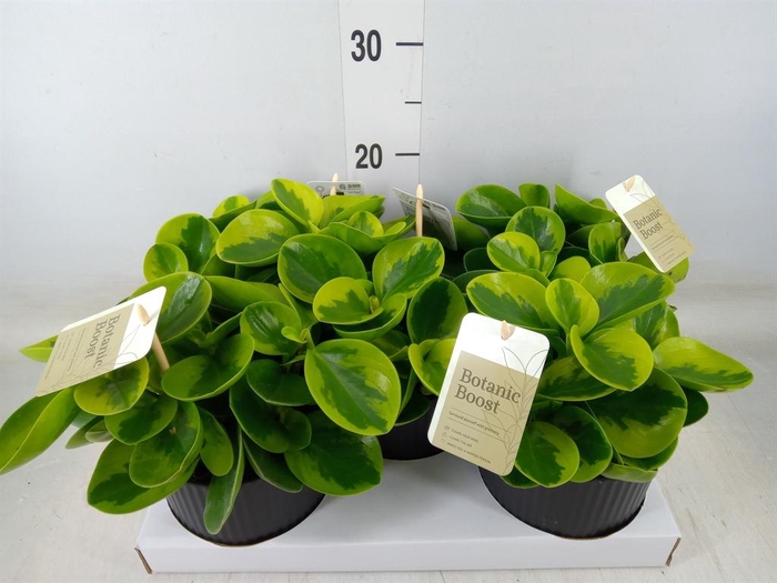 <h4>Peperomia obt. 'Obtipan'</h4>
