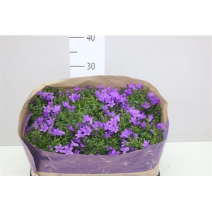 Campanula Port Blueone