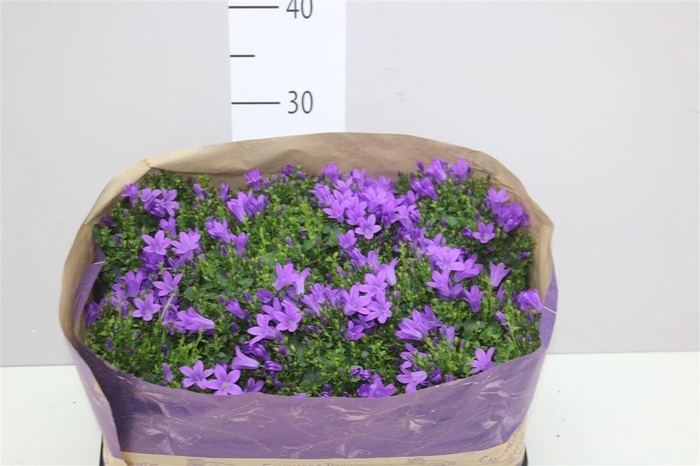 <h4>Campanula Port Blueone</h4>