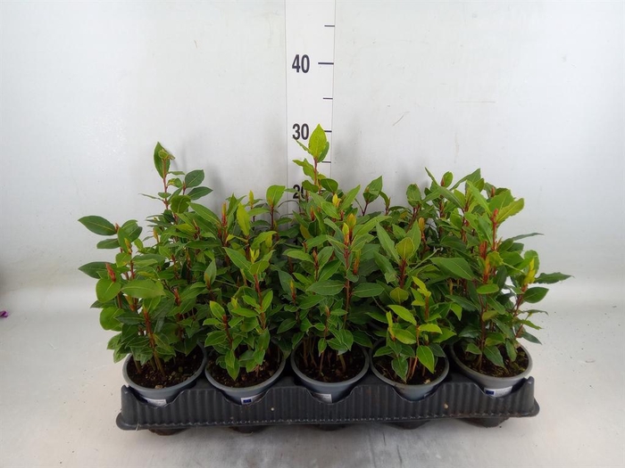 <h4>Laurus nobilis</h4>