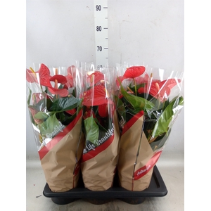 Anthurium andr. 'Red Bull'