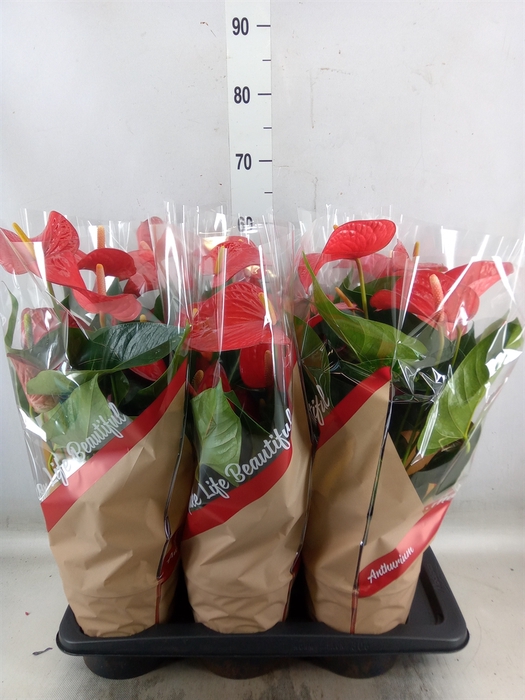 <h4>Anthurium andr. 'Red Bull'</h4>