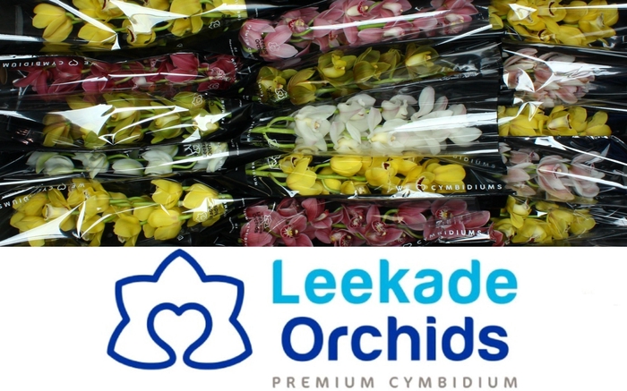 <h4>CYMB MI GEM</h4>