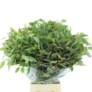 Euca Populus Berries Long 300gr