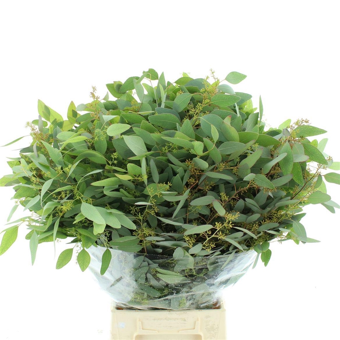 Euca Populus Berries Long 300gr