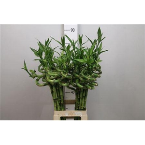 Drac Lucky Bamboo 050cm
