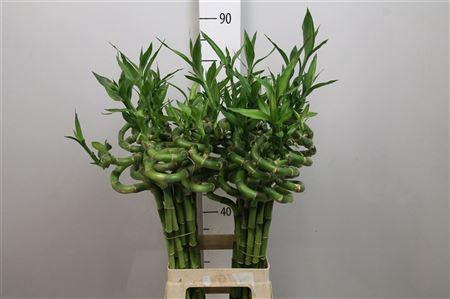 <h4>Drac Lucky Bamboo 050cm</h4>