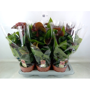 Anthurium andr. 'Essencia'