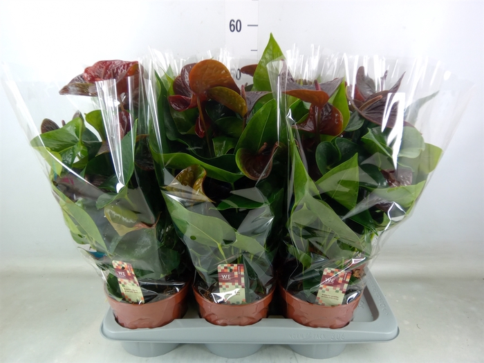 <h4>Anthurium andr. 'Essencia'</h4>