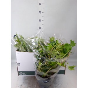 Hedera   ...mix