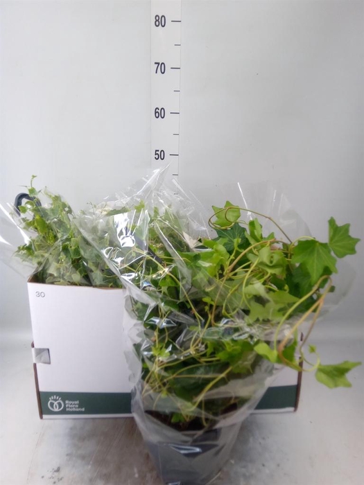 <h4>Hedera ...mix</h4>