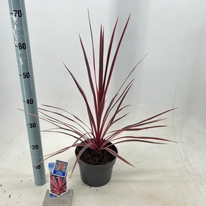 Cordyline