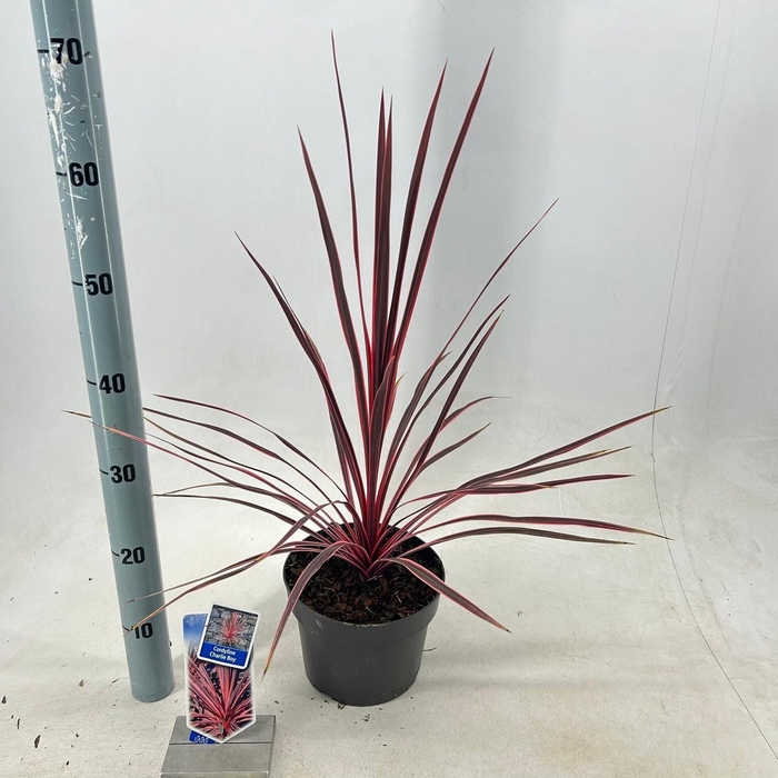 <h4>Cordyline</h4>