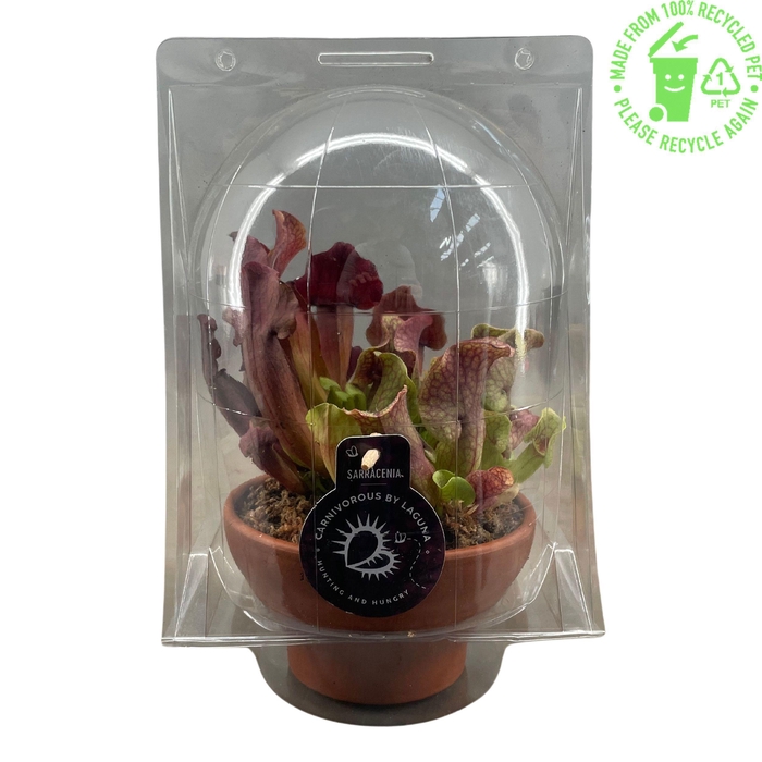 <h4>Sarracenia mix in 16 cm terracotta schaal in blister 2 pp</h4>