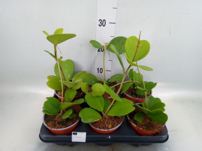<h4>Hoya kerrii</h4>