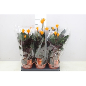 Calathea Crocata 3-4