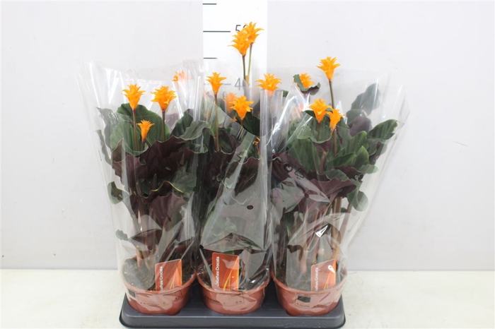 <h4>Calathea Crocata 3-4</h4>