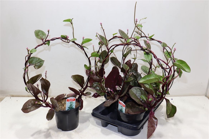 <h4>Basella Alba Rosebud</h4>