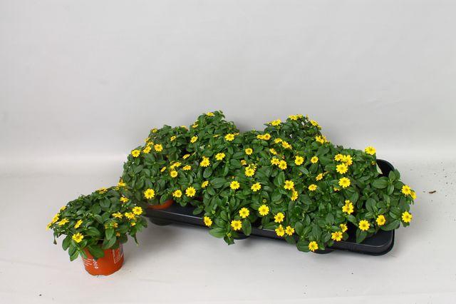 <h4>SANV YELLOW BEAUTY</h4>