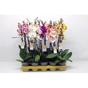 PHAL GEM