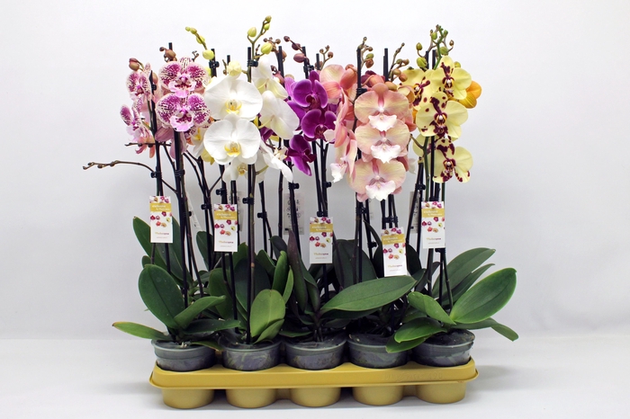 <h4>PHAL GEM</h4>