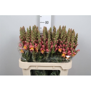 Antir Antibes Orange