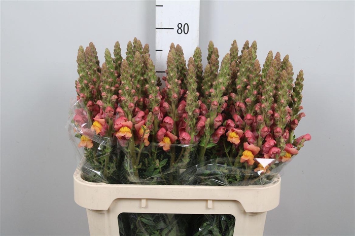 <h4>Antir Antibes Orange</h4>