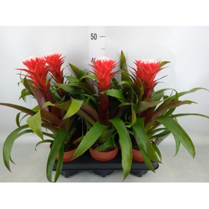 Guzmania  'Hope'