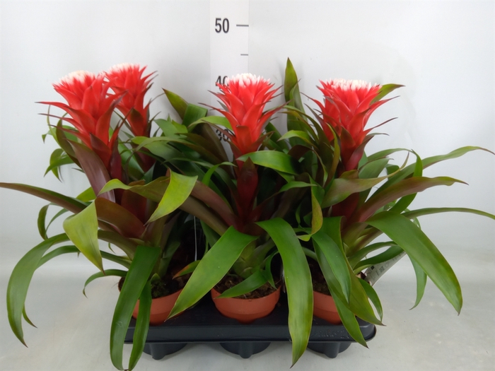 <h4>Guzmania  'Hope'</h4>