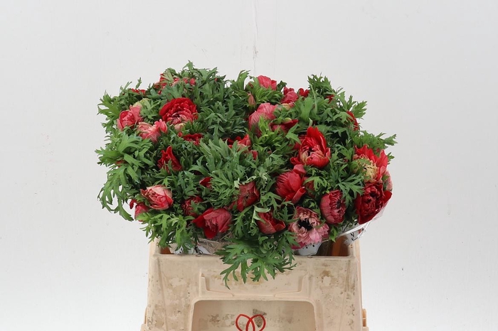 <h4>Anem Levante Rosso</h4>