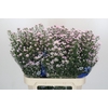 Aster Claudia