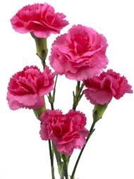 <h4>Di Tr Lorenzo</h4>