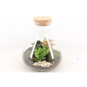 arr3 WR - Terrarium Erlenmeyer M