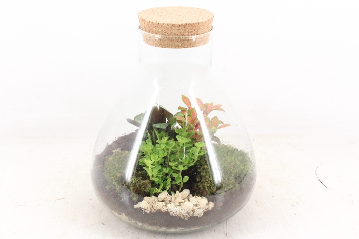<h4>arr3 WR - Terrarium Erlenmeyer M</h4>