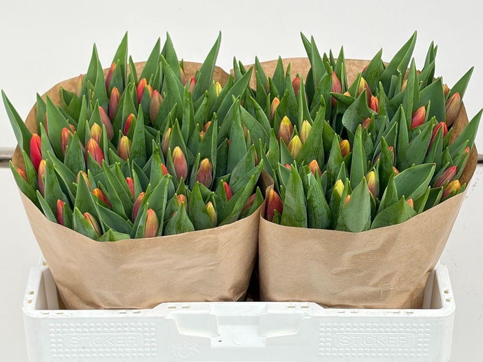 <h4>Tulipa si replay</h4>