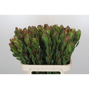 Leucadendron Laurel Yellow