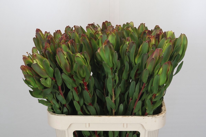 <h4>Leucadendron Laurel Yellow</h4>