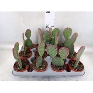 Opuntia microdasys