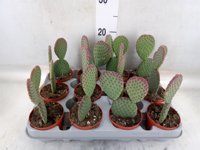 <h4>Opuntia microdasys</h4>