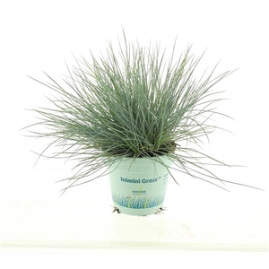 Festuca glauca CompactA Blue®