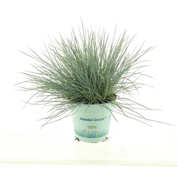 <h4>Festuca glauca CompactA Blue®</h4>