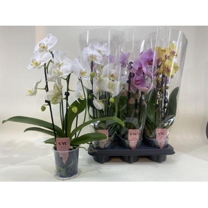 PHAL GEM
