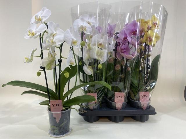<h4>PHAL GEM</h4>