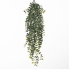 AF Hang Bush Ficus x5 L79cm Gr
