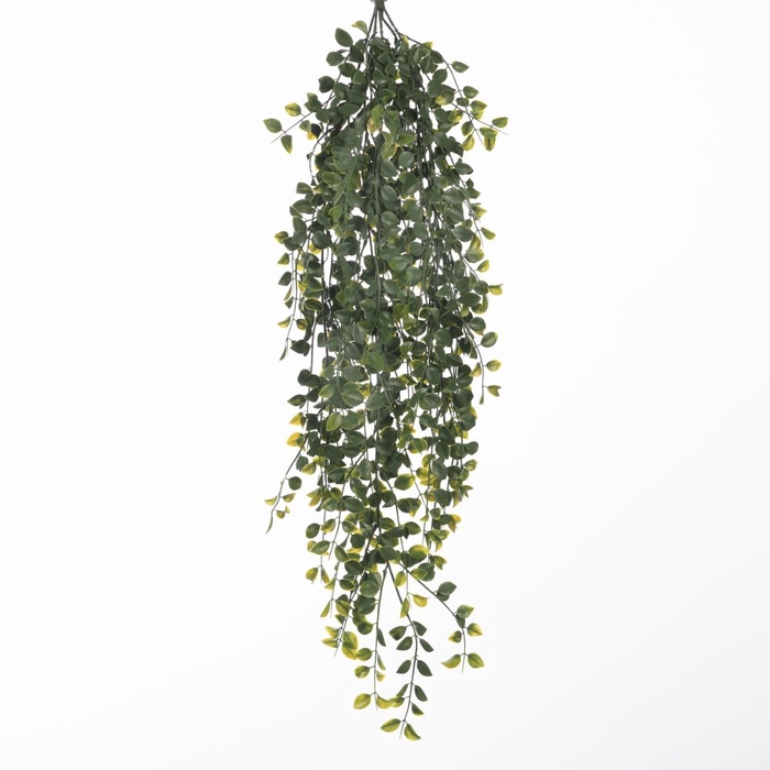 Af Hang Bush Ficus X5 L79cm Gr