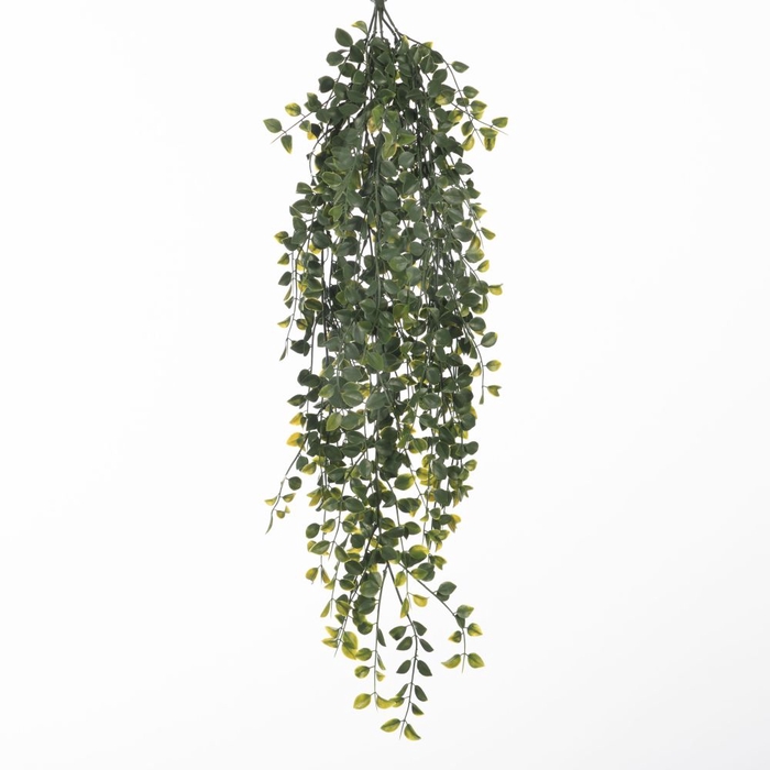 AF Hang Bush Ficus x5 L79cm Gr
