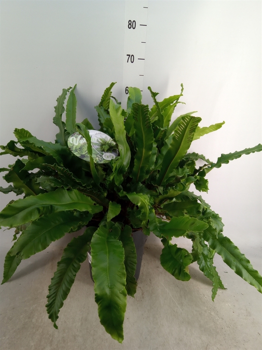 <h4>Asplenium   ...</h4>