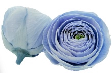 Ranunculus vio-89