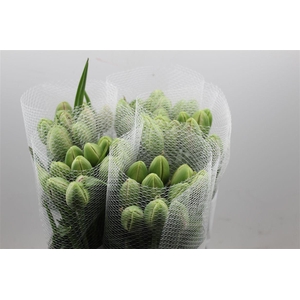 Tu Fr Du Renown Double